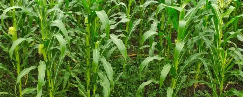 兴达5号玉米品种简介及播种时间要点？-会东网