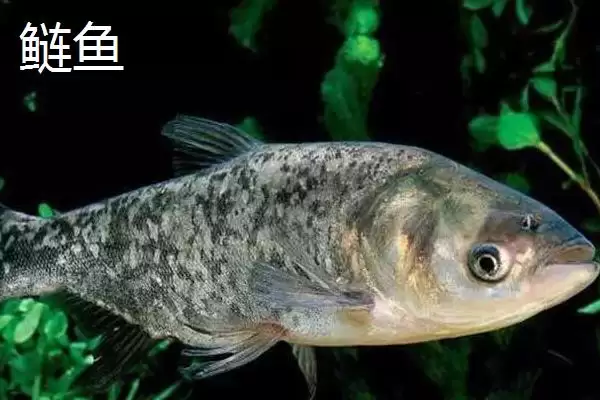 统爆鲢鳙是什么?可作为野钓鲢鳙的主攻饵插图4 统爆鲢鳙是什么?可作为野钓鲢鳙的主攻饵插图4