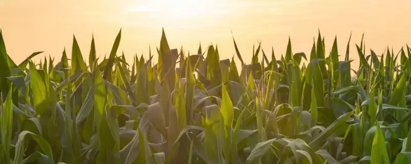 沈海199玉米种子介绍，肥力中上等地块种植的适宜性分析-会东网