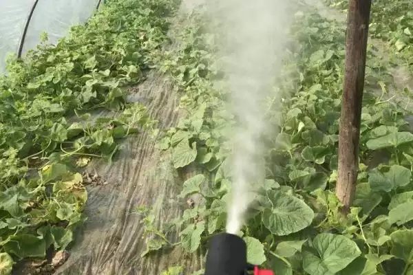 施田补除草剂的使用方法，移栽前兑水喷雾的要点插图2
