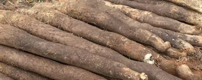 山药根腐病的症状,块茎先出现病斑至腐烂的症状分析-会东网