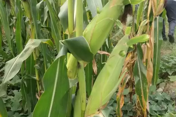 陕单662玉米种子特征特性，6月上到6月中旬适宜播种期的确定插图2