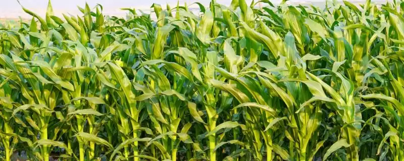 荃研1001玉米种子简介，高抗丝黑穗病能力展现-会东网