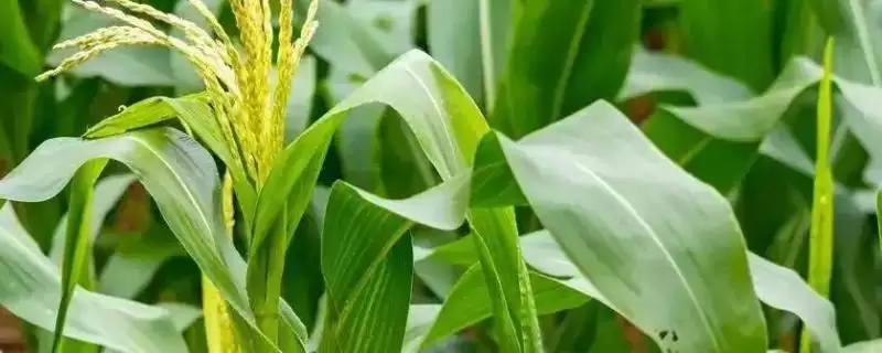 三农88(试验名称:三农88)玉米品种特性,高抗大斑病的强大抗病力-会东网