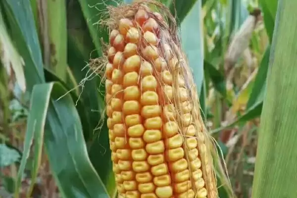 伟科908玉米品种有啥特性？中抗禾谷镰孢穗腐病插图2