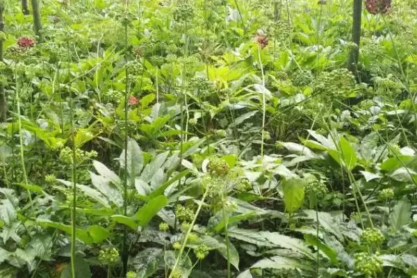 七叶一枝花的种植方法,5月中、下旬间苗的要点插图1 七叶一枝花的种植方法,5月中、下旬间苗的要点插图1