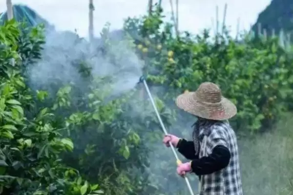 三唑酮不能和哪些药混用，不能和波尔多夜、石硫合剂、多抗霉素等混用的原因插图2