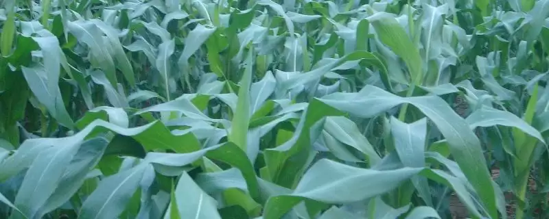 陕甜1500玉米品种简介，注意防治病虫害的要点-会东网