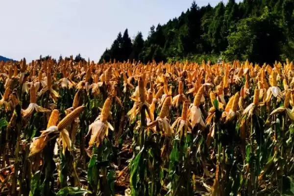 屯玉99玉米品种介绍，东华北地区生育期130天插图1