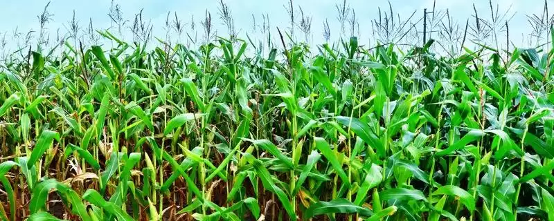鑫玉1861玉米种简介及平均生育期要点?插图 鑫玉1861玉米种简介及平均生育期要点?插图