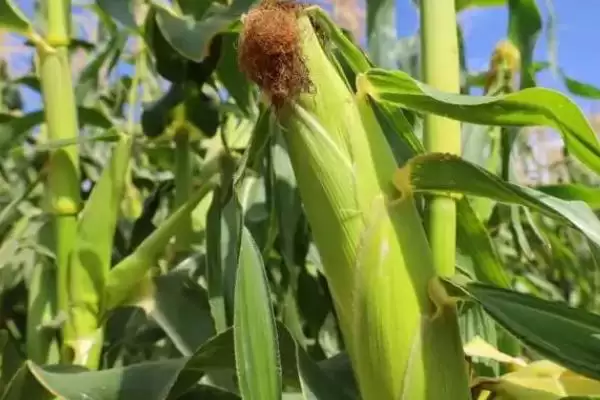 适合山东的高产玉米种,可选郑单958、浚单20、先玉335等品种介绍插图2 适合山东的高产玉米种,可选郑单958、浚单20、先玉335等品种介绍插图2