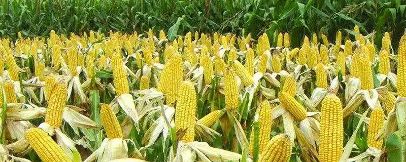 泰和1号（金穗338）玉米品种有啥特性？栽培密度5000株／亩-会东网