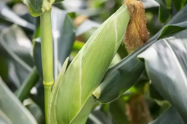 圣甜5590玉米种简介，种植密度不宜过大的种植要点插图2