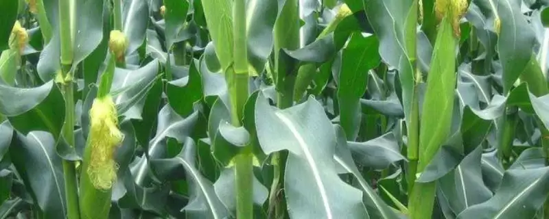 陕单619玉米种子简介，6月上旬～6月中旬适宜播种期的确定-会东网
