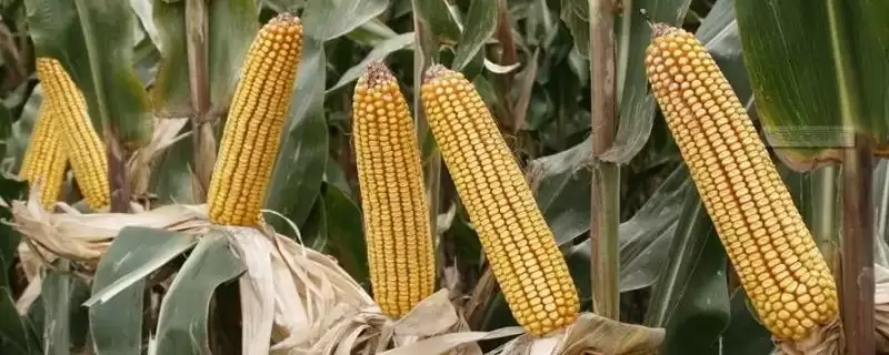 瑞农9号玉米品种特性，每亩用15千克尿素施肥要点-会东网