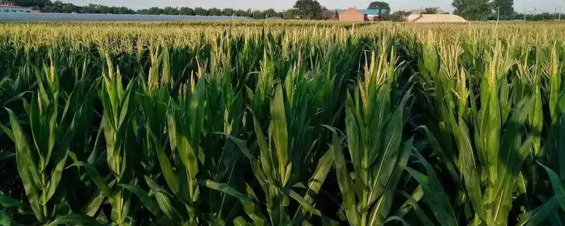沁丰12玉米品种特性,防治丝黑穗病的关键要点插图 沁丰12玉米品种特性,防治丝黑穗病的关键要点插图