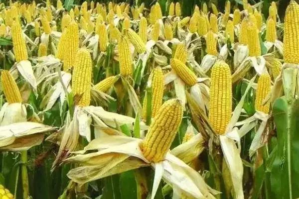 先正达408玉米种子特点及中抗玉米螟情况？插图2