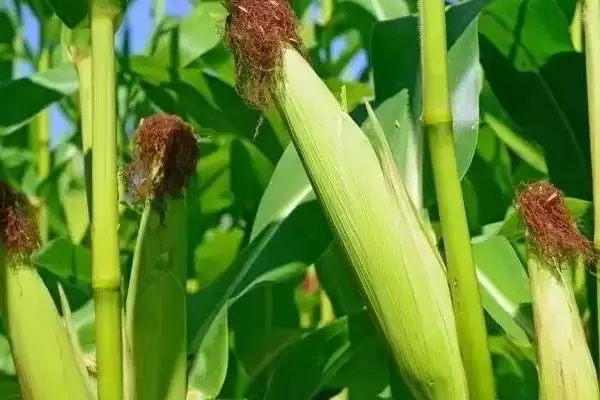 斯达甜221玉米种简介,鲜食甜玉米品种的特色插图1 斯达甜221玉米种简介,鲜食甜玉米品种的特色插图1