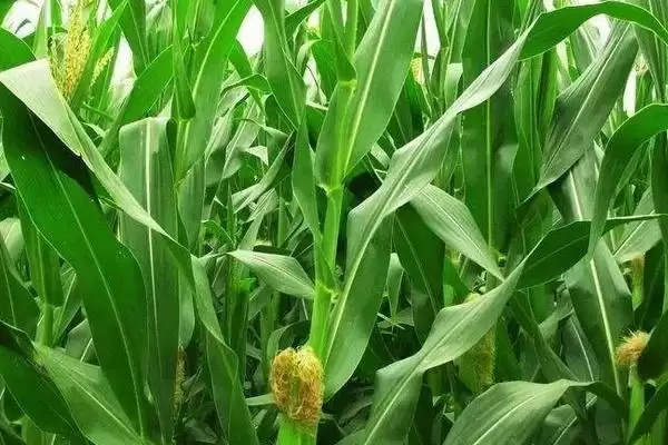 石玉11号玉米种子简介，4500株／亩适宜密度的确定插图2