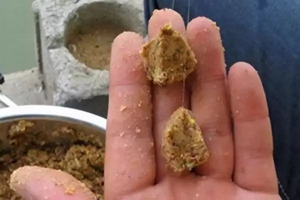 秋季钓大鲫鱼的饵料，自然或商品饵料选择要点插图3