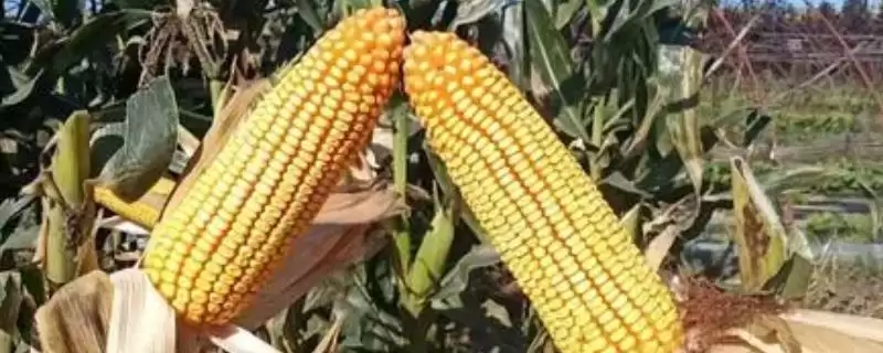 甜玉米是什么？又叫蔬菜玉米的缘由-会东网