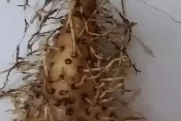 山药根腐病的症状，块茎先出现病斑至腐烂的症状分析插图1