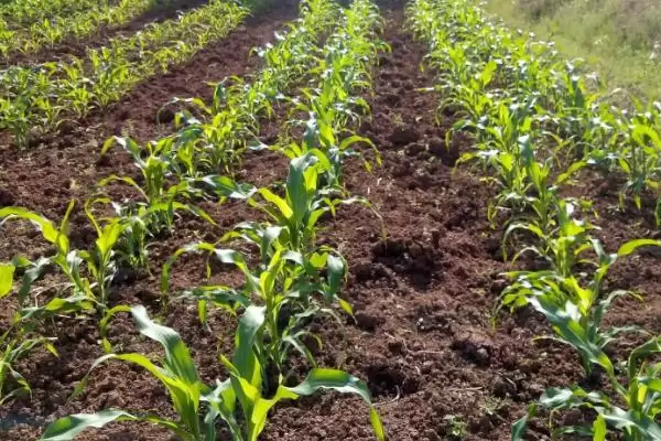 田玉8号玉米种子介绍,中抗穗腐病的优势插图1 田玉8号玉米种子介绍,中抗穗腐病的优势插图1