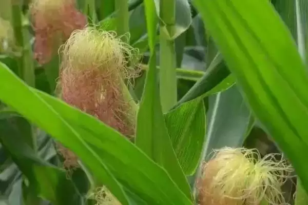 启程168玉米品种特性，中抗穗腐病的能力展现插图3