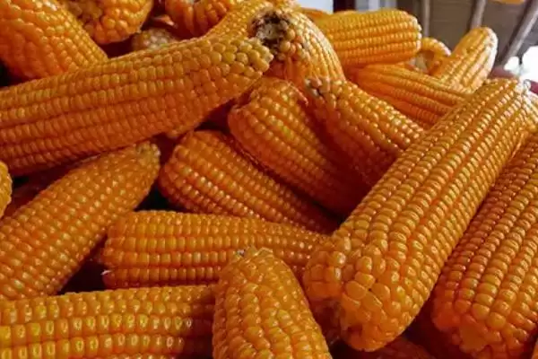 曲辰19号玉米品种特性，高抗丝黑穗病能力展现插图2