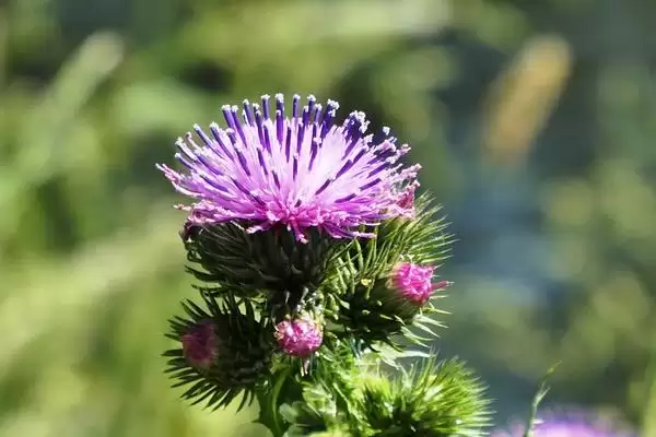 植物分为哪两个大类(植物分为种子植物和孢子植物)？插图1