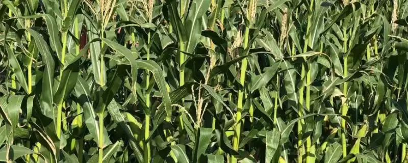 中科兴828玉米品种有啥特性(中科兴828玉米品种中抗茎腐病)?插图 中科兴828玉米品种有啥特性(中科兴828玉米品种中抗茎腐病)?插图