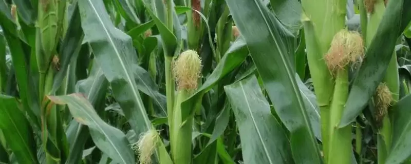 上品玉米品种简介，全面了解其生长特性-会东网