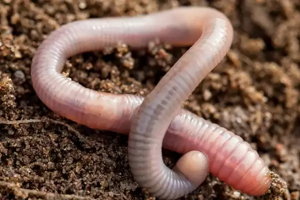 青鱼的垂钓深度,4-5米以上水域作钓的原因探讨插图2 青鱼的垂钓深度,4-5米以上水域作钓的原因探讨插图2