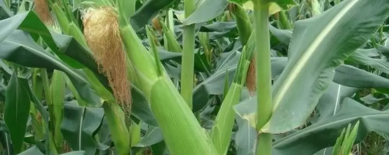 原玉003玉米种子介绍(原玉003玉米种子情况如何介绍)?-会东网