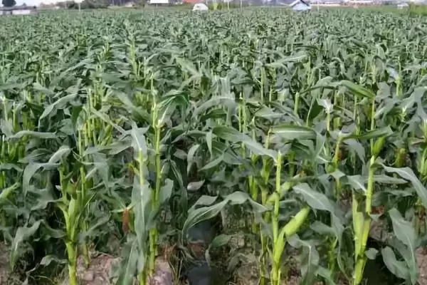 启程168玉米品种特性，中抗穗腐病的能力展现插图1