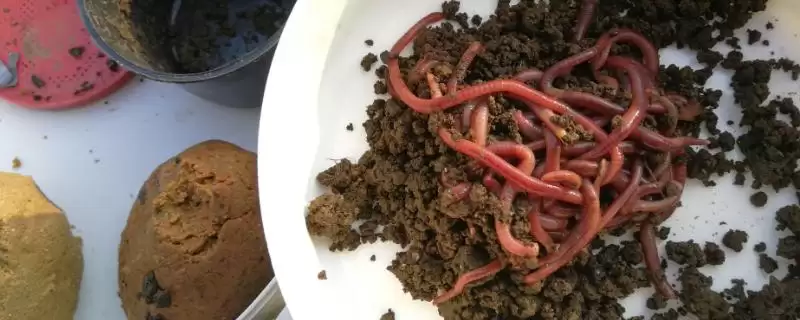 夏钓用蚯蚓还是红虫及二者使用要点？-会东网