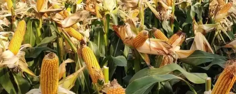 适合山东的高产玉米种，可选郑单958、浚单20、先玉335等品种介绍-会东网