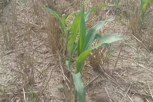 曲辰37号玉米种子特征特性，两年区试平均生育期131天生长周期插图3