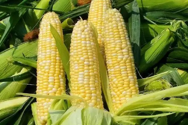 珍糯玉1号玉米种子啥情况(珍糯玉1号玉米种子种植介绍)？插图1