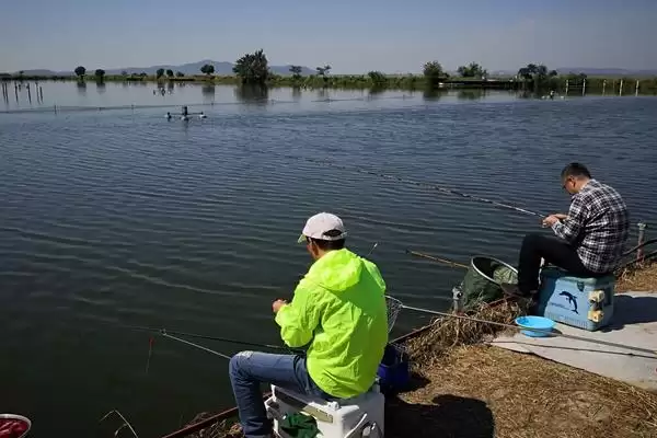 水库钓鱼的打窝方法，根据鱼品种选择酒米或谷物发酵饵料的要点插图2