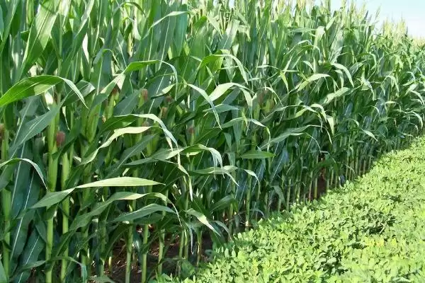 强盛377玉米种子特征特性,中抗丝黑穗病和灰斑病的能力体现插图1 强盛377玉米种子特征特性,中抗丝黑穗病和灰斑病的能力体现插图1