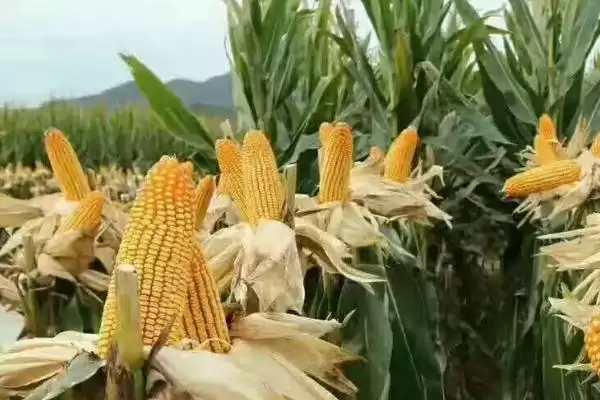 润丰909玉米种子简介,灌浆中后期防治红蜘蛛要点插图3 润丰909玉米种子简介,灌浆中后期防治红蜘蛛要点插图3