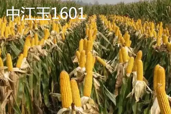 适合江苏种植的玉米品种，常见4种品种的详细介绍插图2