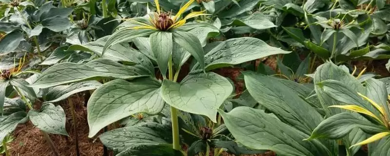 七叶一枝花的种植方法,5月中、下旬间苗的要点插图 七叶一枝花的种植方法,5月中、下旬间苗的要点插图