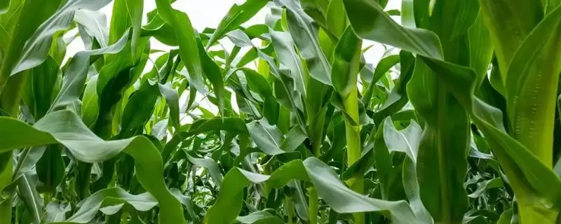 田润189玉米种子介绍，高抗镰孢茎腐病的能力-会东网