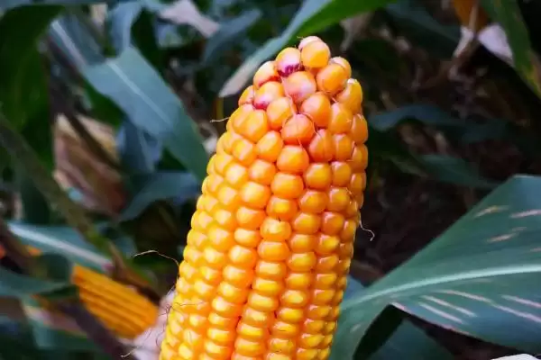 瑞单2021玉米品种简介,3500株/亩适宜密度依据插图3 瑞单2021玉米品种简介,3500株/亩适宜密度依据插图3