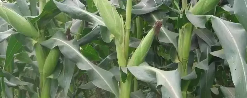 斯达甜208玉米品种特性,生育期偏早加强前期管理的要点插图 斯达甜208玉米品种特性,生育期偏早加强前期管理的要点插图