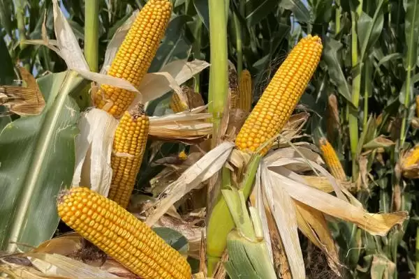 山农212玉米种子特征特性，春播生育期118天的生长周期插图1