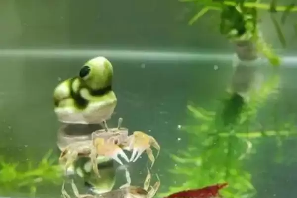 如何饲养小溪里抓的螃蟹，4-5天换一次水饲养要点插图1