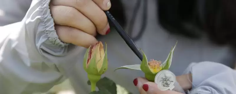 授粉药对人体是否有害,通常情况下无害的原因分析-会东网